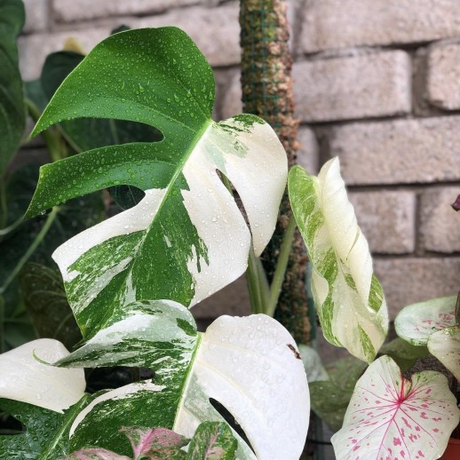 comprar muda de caladium carolina