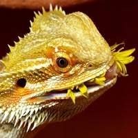 Nutrição e Manejo para Pogona - Cuidados Essenciais para seu Réptil