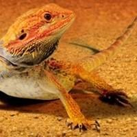 Substrato para Pogona - Proporcione Conforto e Higiene |T-rexpets