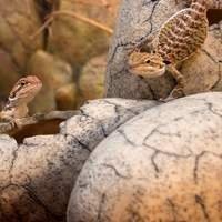 Comedouros | Bebedouros