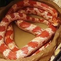 Crie um ambiente natural e saudável para sua Corn Snake com nossos lagos de qualidade
