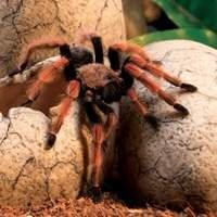 Tocas e esconderijos para aracnídeos - ofereça um ambiente seguro e confortável para o seu pet.