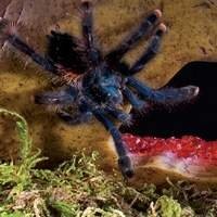 Substrato para aracnídeos - mantenha o terrário do seu pet saudável e limpo