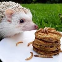 Alimentação | Manejo