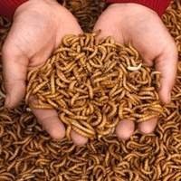 Alimento vivo para aracnídeos - proporcione uma alimentação saudável e natural para o seu pet!