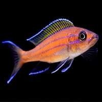 Peixes Ciclídeos Lago Tanganika