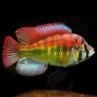 Ciclídeos Africanos - Lago Vitória