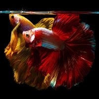 Peixes Bettas de Linhagem - Cores e Formas Exclusivas para seu Aquário!