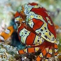 Peixes Marinho e Invertebrados