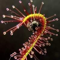 Mudas de Droseras Planta Carnívora