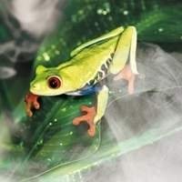 Aquecimento e Umidade para Terrários de Répteis | Produtos de Qualidade