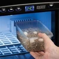 Incubadora para Répteis - Incube Ovos de Iguanas, Jabutis e outros