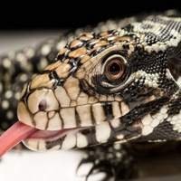 Venda de Filhotes de Répteis Lagarto Teiú Legalizado | Compre Agora na Nossa Loja de Animais Exóticos