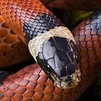 Criadouro de Répteis | Venda de Filhotes de Serpente Milk Snake Legalizados
