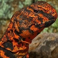 Lagarto Uromastyx Legalizado - Répteis Exóticos para Venda