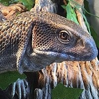 Répteis Exóticos à Venda - Lagarto Varanus exanthematicus Legalizado