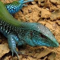 Compre Lagarto Ameiva Legalizado - Criadouro Répteis