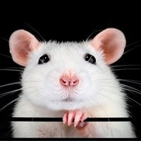 Ratos Twister (Mercol) - Cores Vibrantes e Opção Hairless