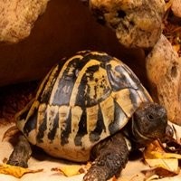 Ver Répteis disponíveis