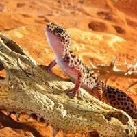 Crânios e Esqueletos para Terrário - Adicione Mistério e Autenticidade ao Seu Ambiente!