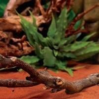 Plantas Artificiais para Terrários - Beleza Duradoura Sem Complicações!