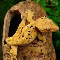 Rochas Decorativas para Terrários - Transforme Seu Espaço em um Mundo Natural!